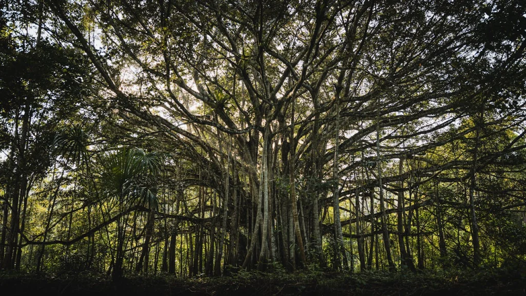 Banyan tree representing complex organizational structures navigated through corporate marketing experience
